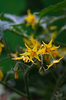 Lycopersicon esculentum - Tomato 'Tumbler' in flower late May