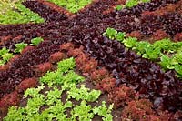 Lettuce planted as Union Flag at RHS Rosemoor to celebrate the jubilee 2012