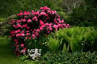 Rhododendron 'Fantastica' with Hosta ventricosa 'Aureomarginata' in Lady Anne's Garden at RHS Rosemoor