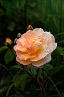 Rosa 'Ghislaine de Feligonde' Rambler rose