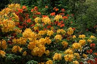 Rhododendron 'Sun Chariot' is a deciduous azalea with showy yellow flowers in May