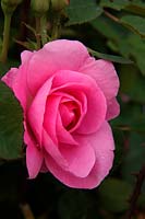 Rosa 'Gertrude Jeckyll' David Austin New English Rose