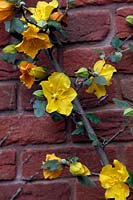 Fremontodendron 'Californian Glory' AGM