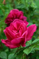 Scented shrub rose Rosa 'Roseraie de l'Hay' AGM