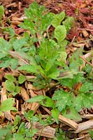 Common Garden Weeds - Redshank - Persicaria maculosa syn Polygonum persicari ande Creeping Buttercup  Ranunculus repens