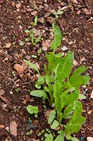 Beta vulgaris - Perpetual spinach - uneven germination caused by inconsistent depth of covering seed