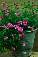 Growing Verbena 'Sissinghurst' AGM in a reused container - an old galvanised bucket