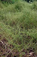 Cleavers or Goose Grass - Galium aparine
