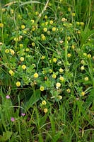 Trifolium dubium - Lesser Trefoil