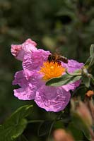 Cistus creticus with Honeybee - Apis mellifera