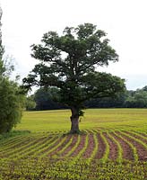 A field of Maize or Corn  - Zea mays with Quercus robur - English Oak in the Devon landscape