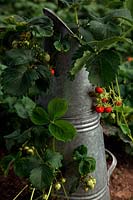 Growing strawberries in an Old Coal Scuttle, Variety 'Alice'