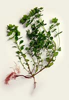 Common Garden Weeds - Euphorbia helioscopia - Sun Spurge