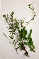 Common Garden Weeds - Broad Leaved Willowherb - Epilobium montanum
