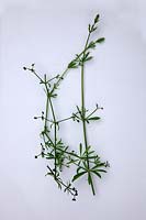 Common Garden Weeds - Cleavers, Goose Grass, Stickistuff - Galium aparine