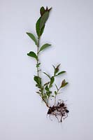 Common Garden Weeds - Goat or Pusy Willow - Salix caprea