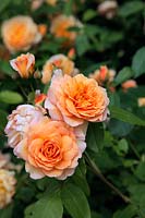 Rosa 'Grace' syn. 'Auskeppy' from David Austin Roses