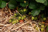 Fragaria - Strawberry 'Florence' mulched with straw to reduce earth spoilage and fruit rotting