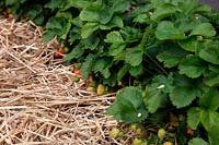 Fragaria - Strawberry 'Chelsea Pensioner' mulched with straw to reduce earth spoilage and fruit rotting