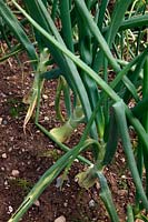 Onion - Allium 'Hercules'