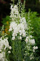 Epilobium angustifolium f. album syn Chamerion angustifolium 'Album' - White flowered form of Willow herb