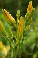 A fat bud shows the symptoms of infection by the Hemerocallis gall midge  - Contarinia quinquenotata -  on Hemerocallis 'Lochinvar'
