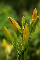 A fat bud shows the symptoms of infection by the Hemerocallis gall midge  - Contarinia quinquenotata -  on Hemerocallis 'Lochinvar'