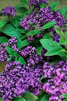 Heliotrope 'Butterfly Kisses'