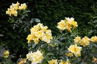Rosa 'Flower Carpet Gold' syn. 'Noalesa'