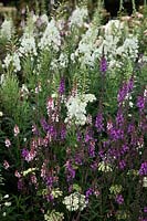 Epilobium angustifolium f. album syn Chamerion angustifolium 'Album' - White flowered form of Willow herb with Linaria purpurea and Linaria purpurea 'Canon Went'