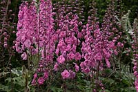 Delphinium 'Clifford Pink' in Savill Garden, Windsor growing through Birch twigs - Betula sp. for support
