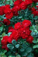 Rosa 'Lili Marlene' Floribunda Rose in Savill Garden, Windsor