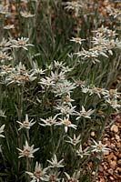 Leontopodium alpinum - Edelweiss in Savill Garden, Windsor