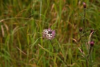 Marbled White Butterfly - Melanargia galathea feeding on Black Knapweed - Centaurea nigra