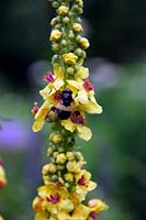 Volucella pellucens - Hover Fly on Verbascum chaixii