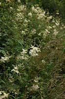 Meadowsweet - Filipendula ulmaria