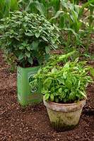 Grwoing herbs in pots with Sweet Basil - Ocimum basilicum 'Genovese', Basil Mint  - Mentha x piperata f. citrata 'Basil' in old Olive oil can