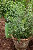 Grwoing herbs in pots with Basil Mint  - Mentha x piperata f. citrata 'Basil' in old Olive oil can and French Tarragon - Artemisia dracunculus