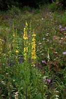 Verbascum chauxii and Veronica spicata in naturalistic plantings