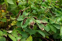 Phytophthora infestans - Potato Blight first foliar symptoms on Solanum tuberosum 'Salad Blue'
