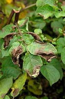 Phytophthora infestans - Potato Blight first foliar symptoms on Solanum tuberosum 'Salad Blue'