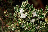 Luma apiculata 'Variegata' syn. Myrtus apiculata 'Variegata'