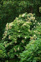 Hydrangea heteromalla Bretschneideri Group in Marwood Hill Garden, Devon, UK
