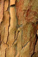 Eucalyptus gunnii subsp. archeri - bark
