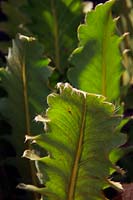 Meconopsis napaulensis - backlit foliage in summer