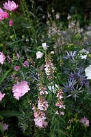 Linaria purpurea 'Canon Went' with Eryngium bourgati and Malva moschata f. alba AGM - White Musk Mallow