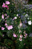 Linaria purpurea 'Canon Went' with Eryngium bourgati and Malva moschata f. alba AGM - White Musk Mallow