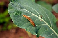 Arion ater - Common Brown or Black slug  on brassica - cabbage family - plant