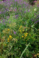 Lysimachia vulgaris - Yellow Loosestrife with Tufted Vetch - Vicia cracca