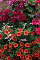 Orange Calibrachoa or Million Bells with white Bacopa and dark red Verbena in a hanging basket